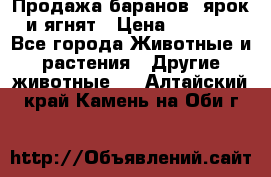 Продажа баранов, ярок и ягнят › Цена ­ 3 500 - Все города Животные и растения » Другие животные   . Алтайский край,Камень-на-Оби г.